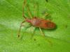 Gonocerus insidiator